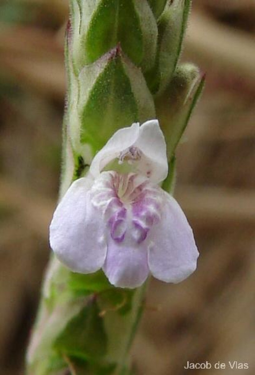 Rungia repens (L.) Nees